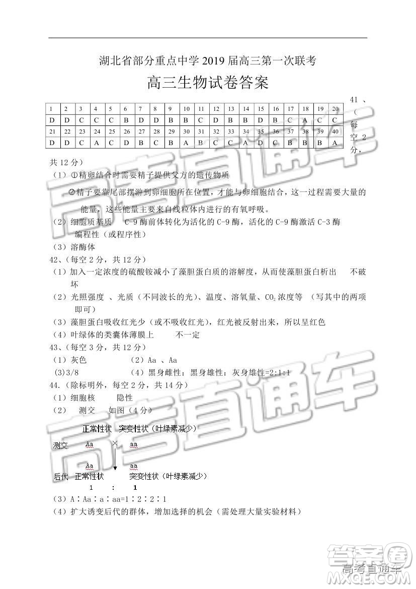 湖北省部分重點中學(xué)2019屆高三第一次聯(lián)考理科綜合參考答案
