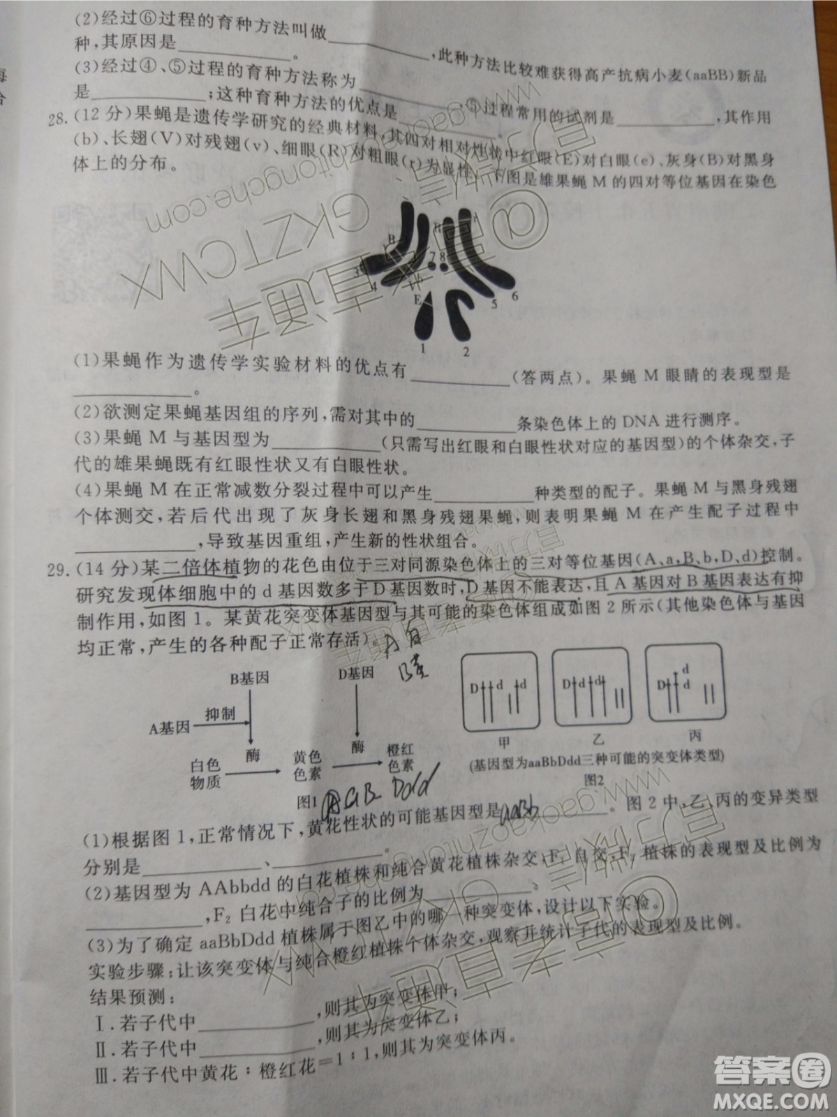 2020屆湖南省五市十校教研共同體聯考生物試題及參考答案