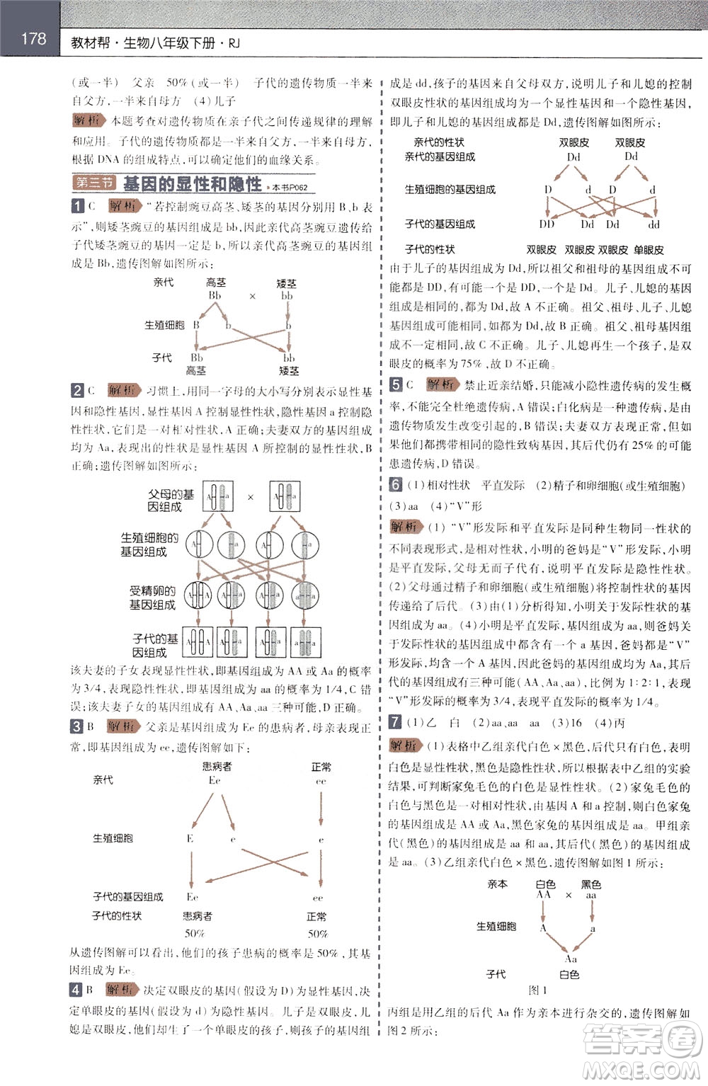 2020年教材幫初中生物八年級(jí)下冊RJ人教版參考答案