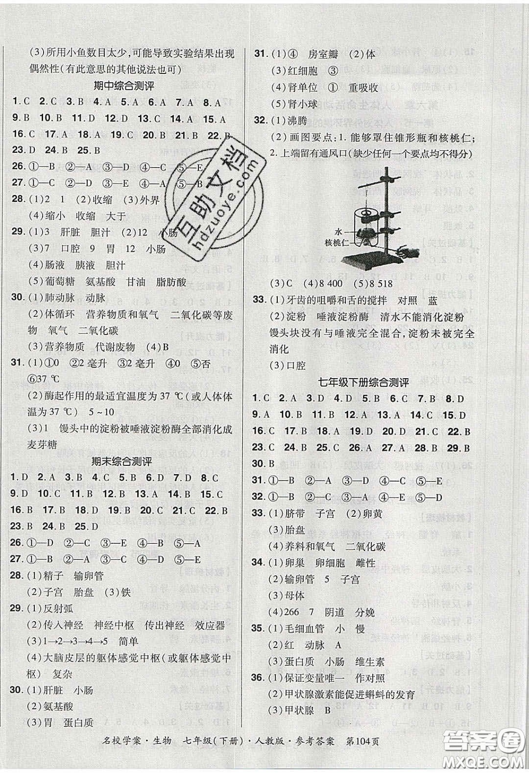 2020年國華作業(yè)本名校學(xué)案七年級生物下冊人教版答案