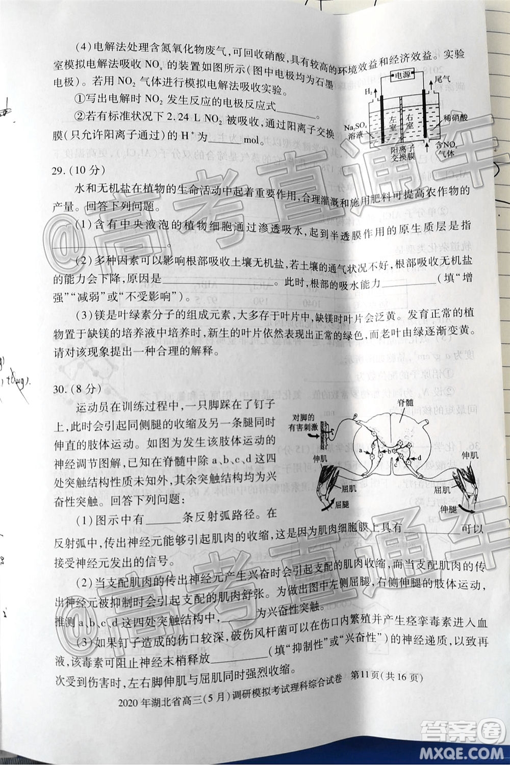 2020年湖北省高三5月調(diào)研模擬考試理科綜合試題及答案