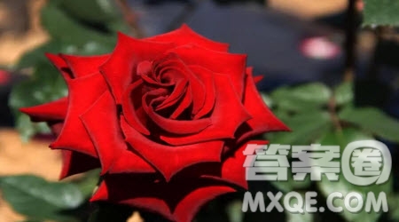 春天和玫瑰的選擇材料作文800字 關(guān)于春天和玫瑰的選擇的材料作文800字