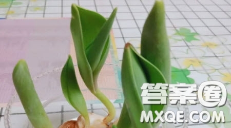 沒有一粒種子會(huì)被春天遺忘作文500字 關(guān)于沒有一粒種子會(huì)被春天遺忘的作文500字