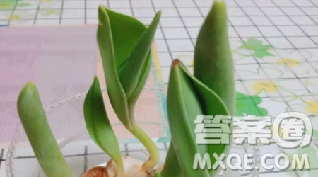 我家的陽臺小學(xué)生作文400字 關(guān)于我家的陽臺的小學(xué)生作文400字