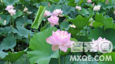 寫(xiě)蓮花的作文600字 關(guān)于寫(xiě)蓮花的作文600字