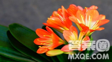 向____致敬作文600字 關于向____致敬的作文600字