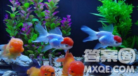 自己最喜歡的動物朋友作文400字左右 關(guān)于自己最喜歡的動物朋友作文400字左右