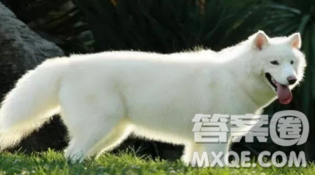 可愛(ài)的小狗小學(xué)生作文400字 關(guān)于寫可愛(ài)的小狗的小學(xué)生作文400字