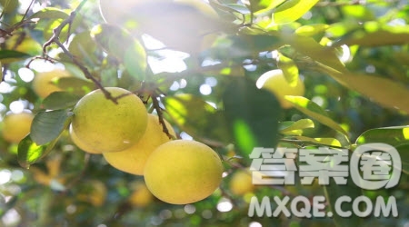 寫柚子樹相關的作文600字 關于寫柚子樹的作文600字
