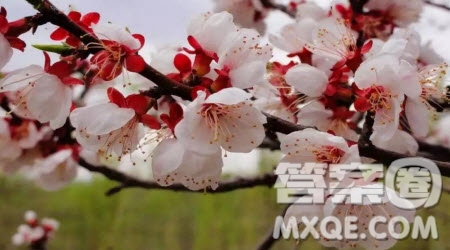 關(guān)于寫(xiě)杏花的作文600字 和杏花相關(guān)的作文600字