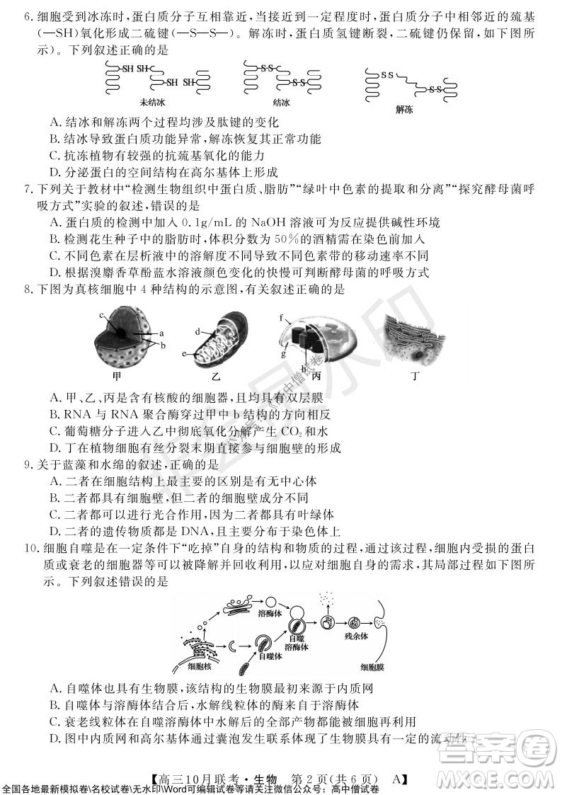 河南省名校聯(lián)盟2021-2022學年高三上學期10月聯(lián)考生物試題及答案