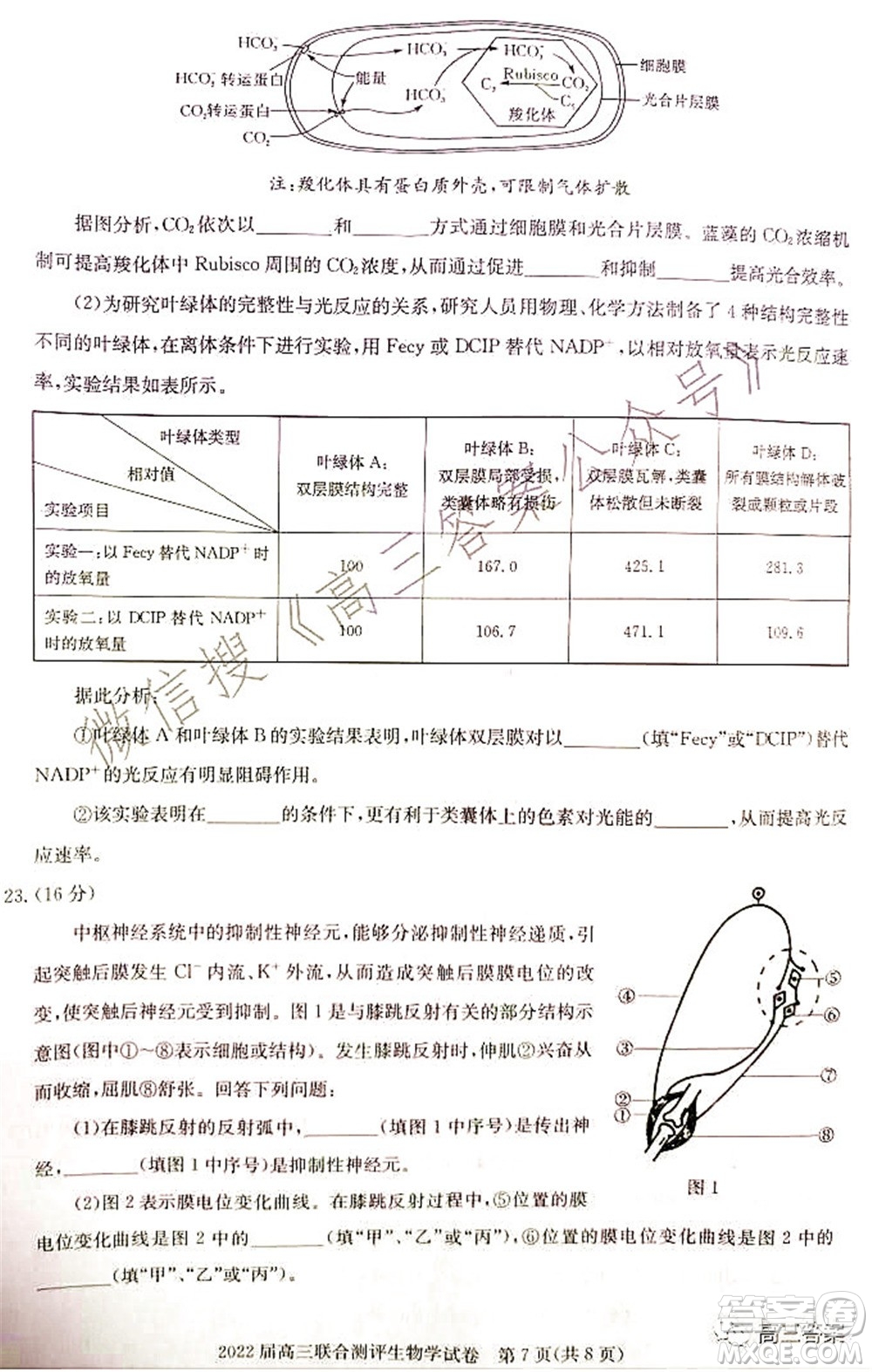 湖北省部分重點中學(xué)2022屆高三第一次聯(lián)考生物試題及答案