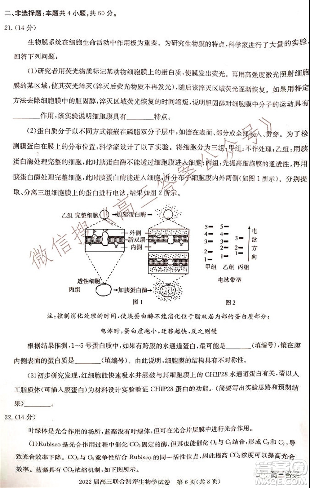 湖北省部分重點中學(xué)2022屆高三第一次聯(lián)考生物試題及答案