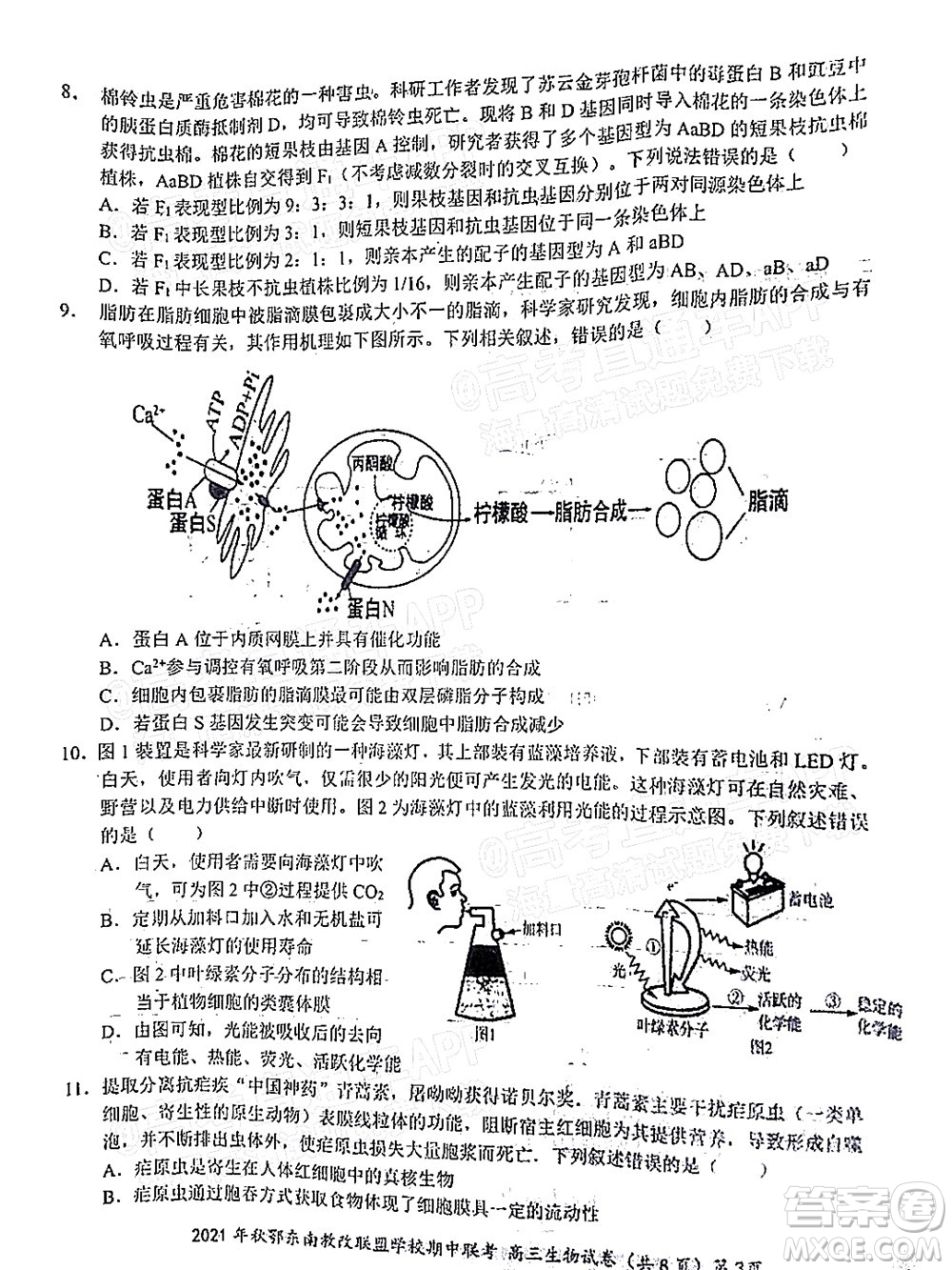 2021年秋季鄂東南省級示范高中教育教學(xué)改革聯(lián)盟學(xué)校期中聯(lián)考高三生物試題及答案