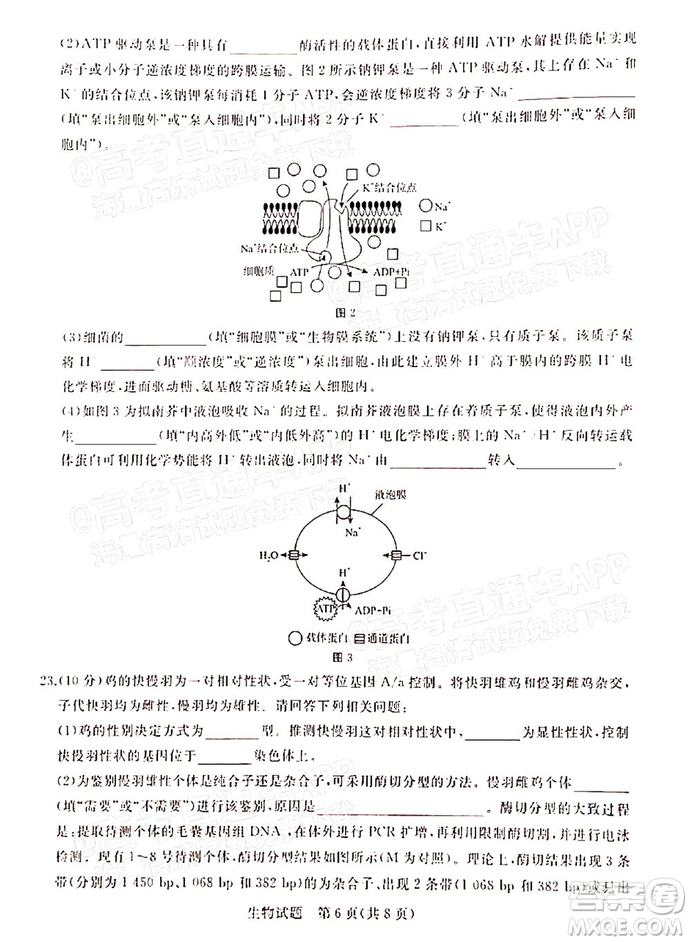 2022屆普通高等學(xué)校全國統(tǒng)一招生考試青桐鳴12月高三適應(yīng)性檢測生物試題及答案