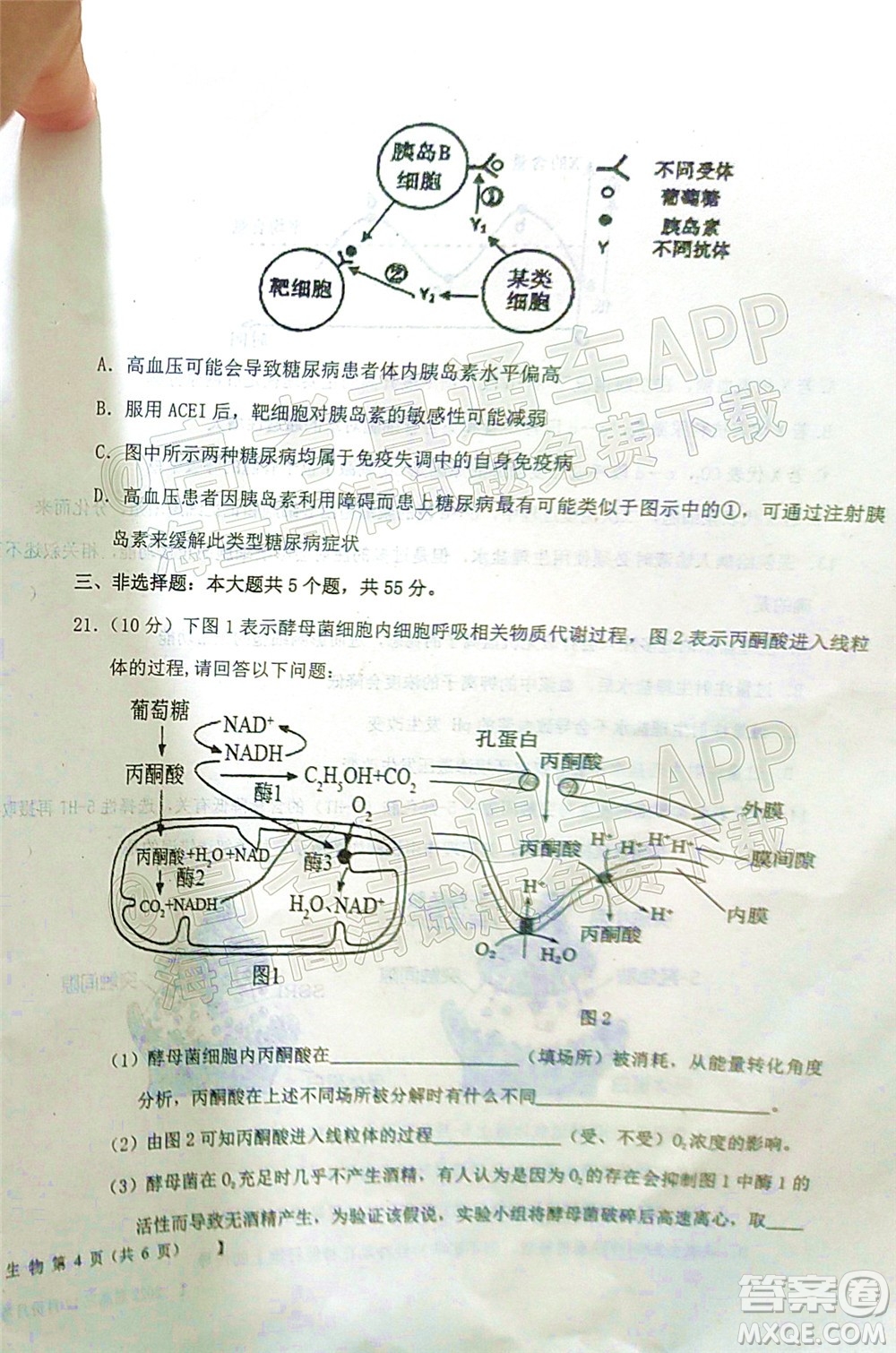 鐵嶺市六校協(xié)作體2021-2022學(xué)年度高三四聯(lián)考試生物試卷及答案