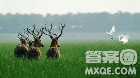 游鹽城濕地作文300字 關于游鹽城濕地的作文300字