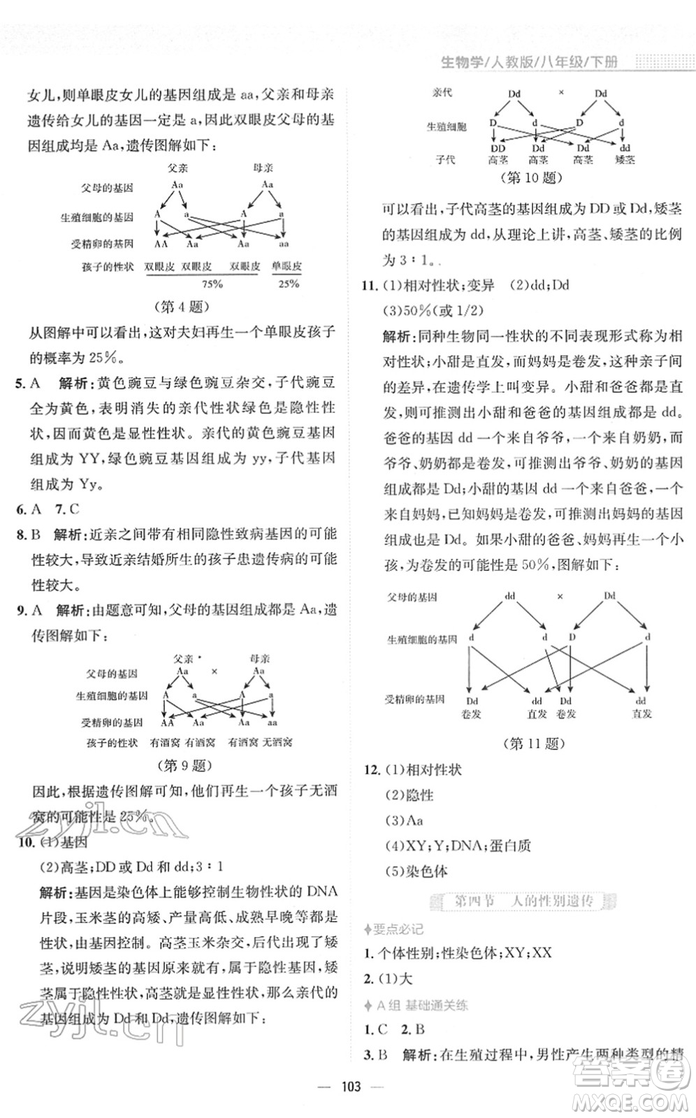 安徽教育出版社2022新編基礎(chǔ)訓(xùn)練八年級生物下冊人教版答案