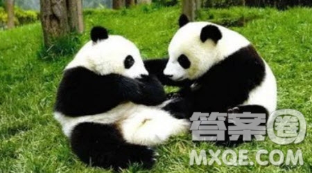 描寫大熊貓的三年級(jí)作文300字 關(guān)于描寫大熊貓的三年級(jí)作文300字