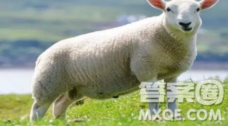 讀一頭有名字的羊有感作文400字 關于讀一頭有名字的羊有感作文400字