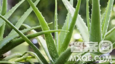 觀察蘆薈為題作文300字 關于觀察蘆薈為題的小學作文300字
