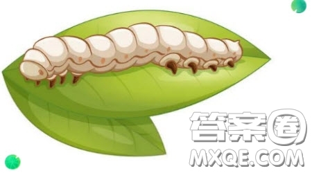 觀察桑蠶的作文300字 寫(xiě)觀察桑蠶的作文300字