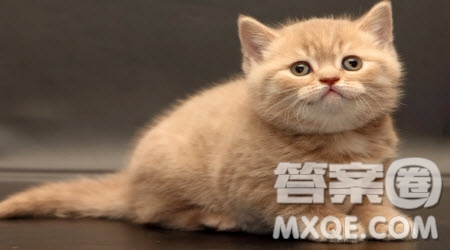 我家的小動物為題三年級作文300字 寫我家的小動物為題三年級作文300字