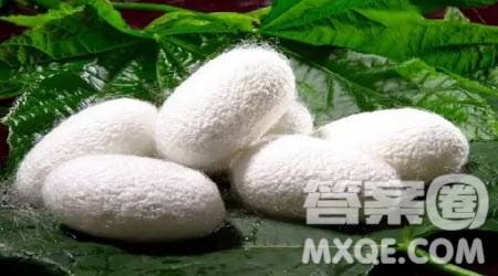 養(yǎng)蠶后的感悟四年級(jí)作文400字 關(guān)于養(yǎng)蠶后的感悟的四年級(jí)作文400字