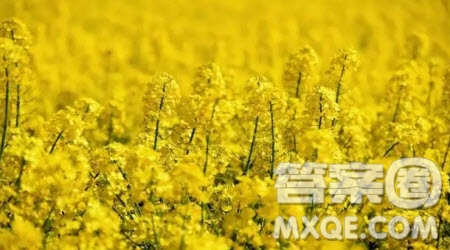 金黃的油菜花作文600字 關(guān)于金黃的油菜花的作文600字