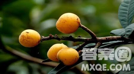 走過(guò)杏樹(shù)的四季為題作文600字 關(guān)于走過(guò)杏樹(shù)的四季為題目的作文600字