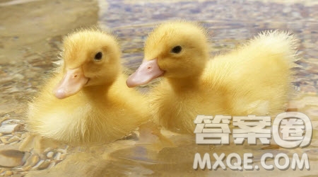 可愛的小鴨子為題作文400字 關(guān)于可愛的小鴨子為題目的作文400字
