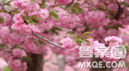想象自己是一種植物的作文400字 關于想象自己是一種植物的想象作文400字