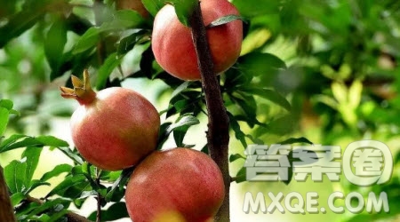 寫一種喜歡的水果作文400字 關(guān)于寫一種喜歡的水果的小學(xué)生作文400字