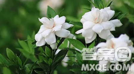 走進夏天主題作文600字 關(guān)于走進夏天的主題作文600字