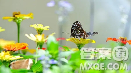開在心中的花作文600字 關(guān)于開在心中的花的作文600字