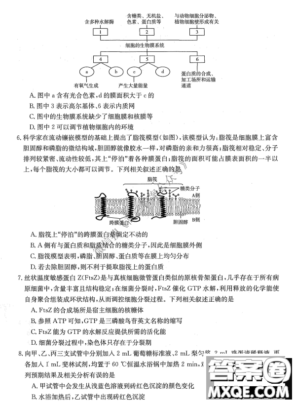 金太陽(yáng)10月聯(lián)考2022-2023年度高三年級(jí)階段性考試生物試卷答案