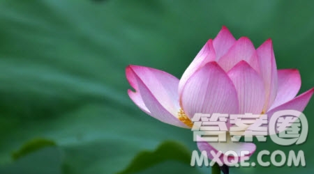 我眼中的夏天為題作文600字 關(guān)于我眼中的夏天為題目的作文600字