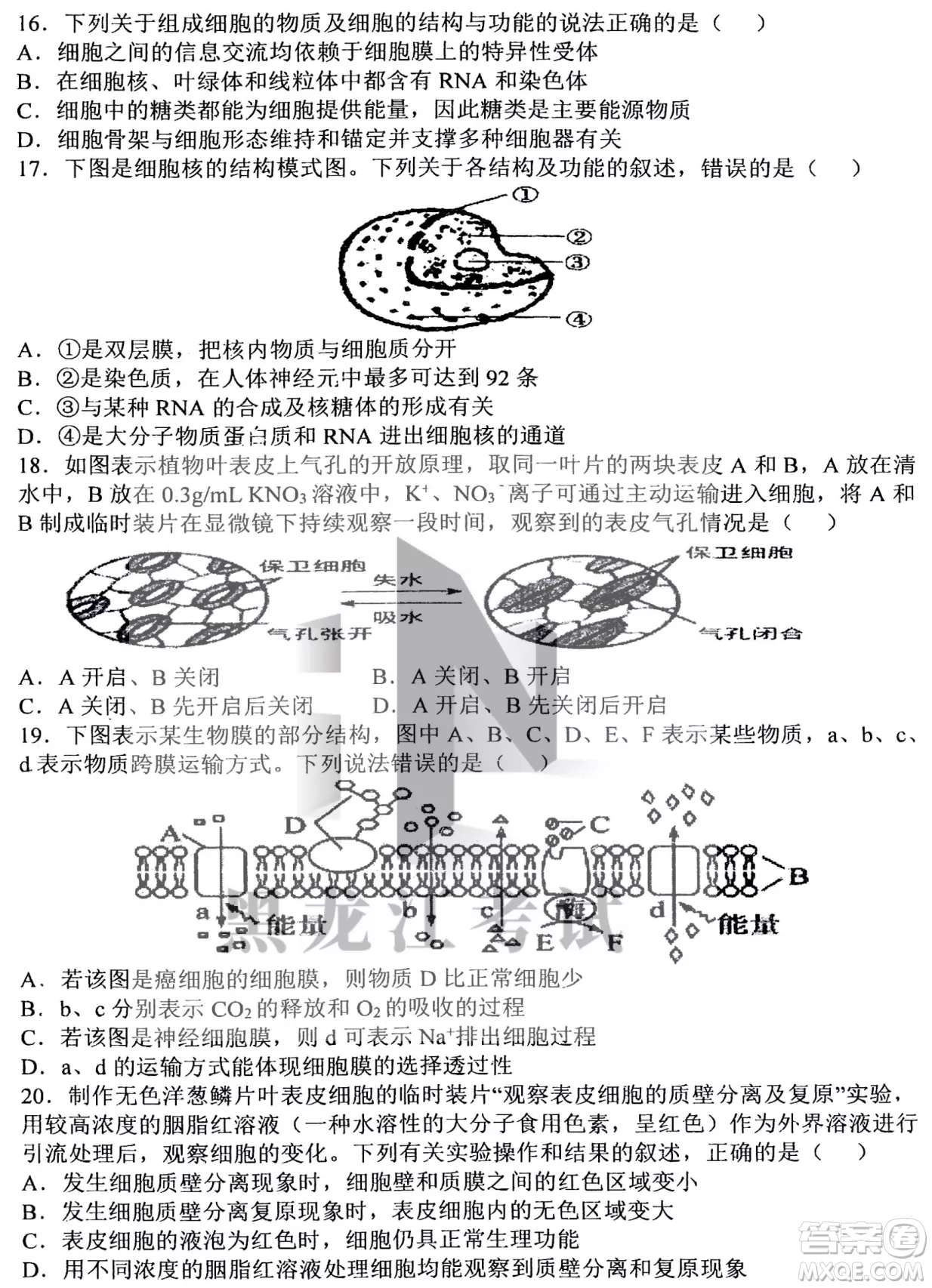 哈三中2022-2023學年度上學期高三學年第二次驗收考試生物試卷答案