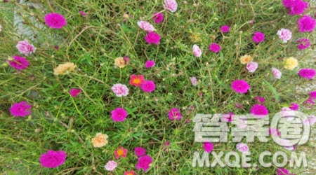 外婆家的小院作文500字 寫(xiě)外婆家的小院的作文500字