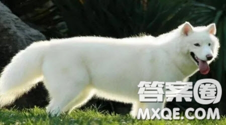 我與家中的小動物主題作文600字 關(guān)于我與家中的小動物主題作文600字