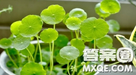 奇特的植物作文400字 關于奇特的植物的作文400字
