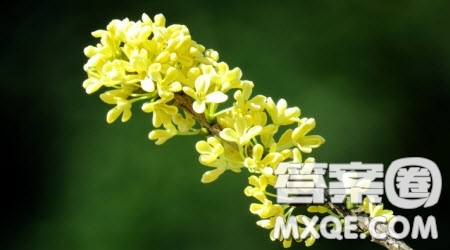 花香主題作文600字 關(guān)于花香的主題作文600字