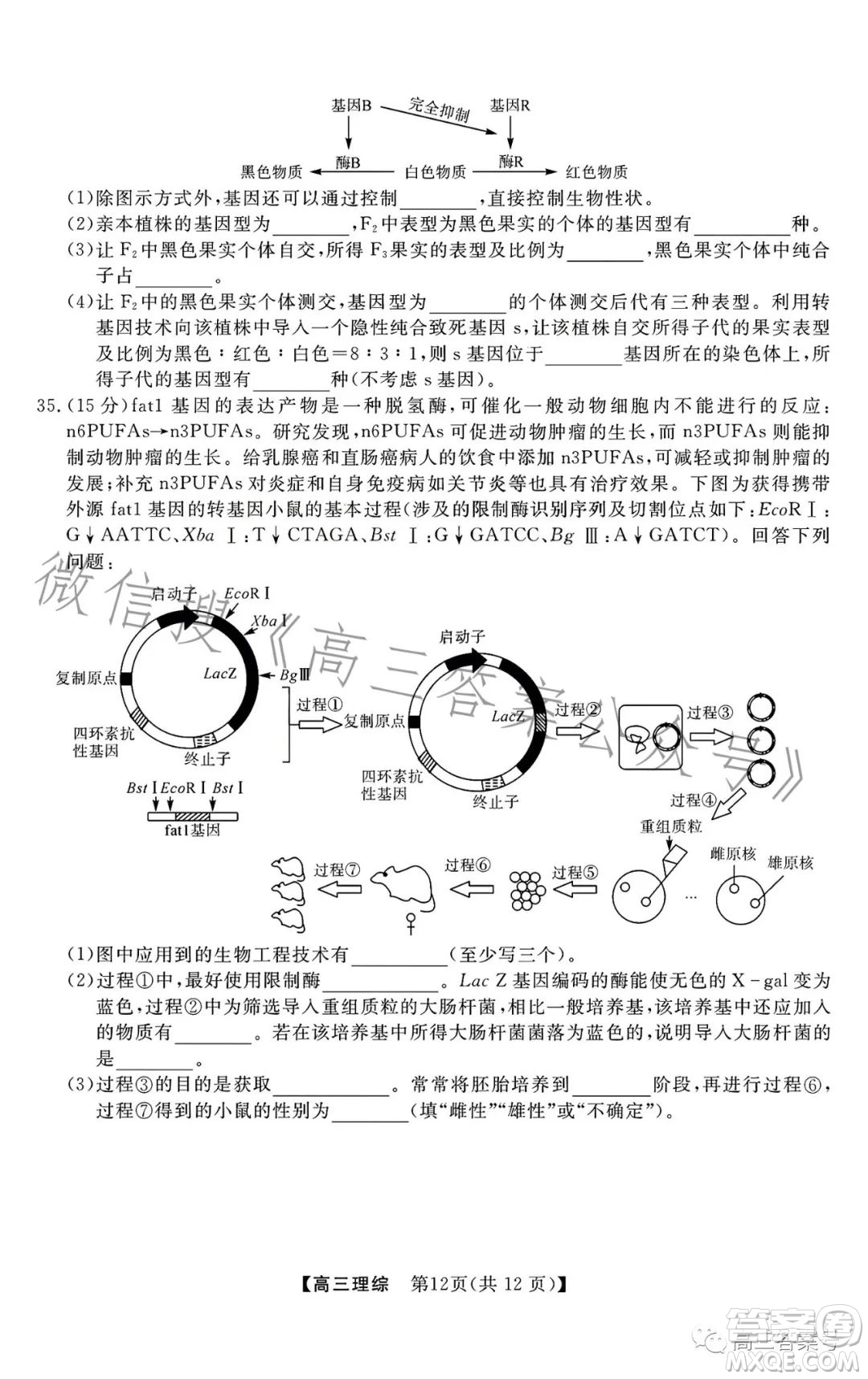 2022-2023學(xué)年金科大聯(lián)考高三12月質(zhì)量檢測(cè)理科綜合試卷答案