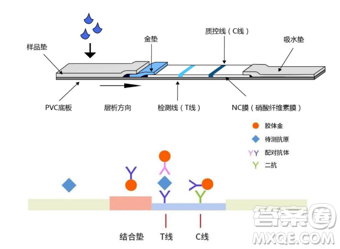 抗原檢測(cè)的原理2023高考考點(diǎn)