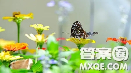 花開有期作文600字 關(guān)于花開有期的作文600字