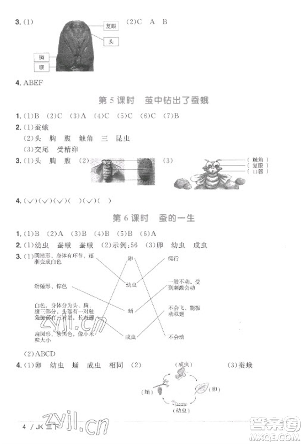 江西教育出版社2023陽(yáng)光同學(xué)課時(shí)優(yōu)化作業(yè)三年級(jí)科學(xué)下冊(cè)教科版參考答案
