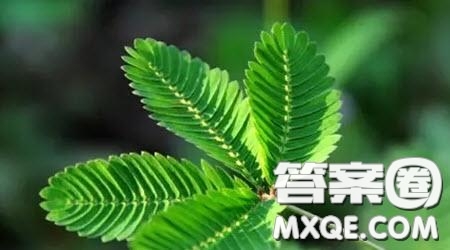 慢下來(lái)主題作文600字 關(guān)于慢下來(lái)的主題作文600字
