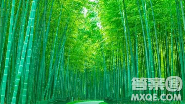 寫竹子的主題作文600字 關于寫竹子的主題作文600字