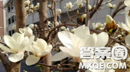寫街角的風景的作文600字 關于寫街角的風景的作文600字