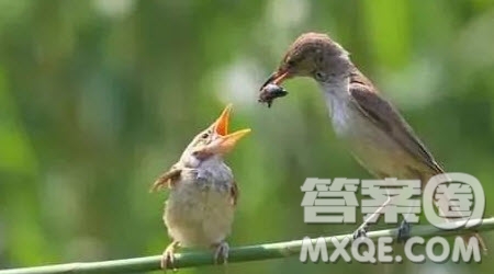 山是樹(shù)之基為題作文800字 關(guān)于山是樹(shù)之基為題目的作文800字